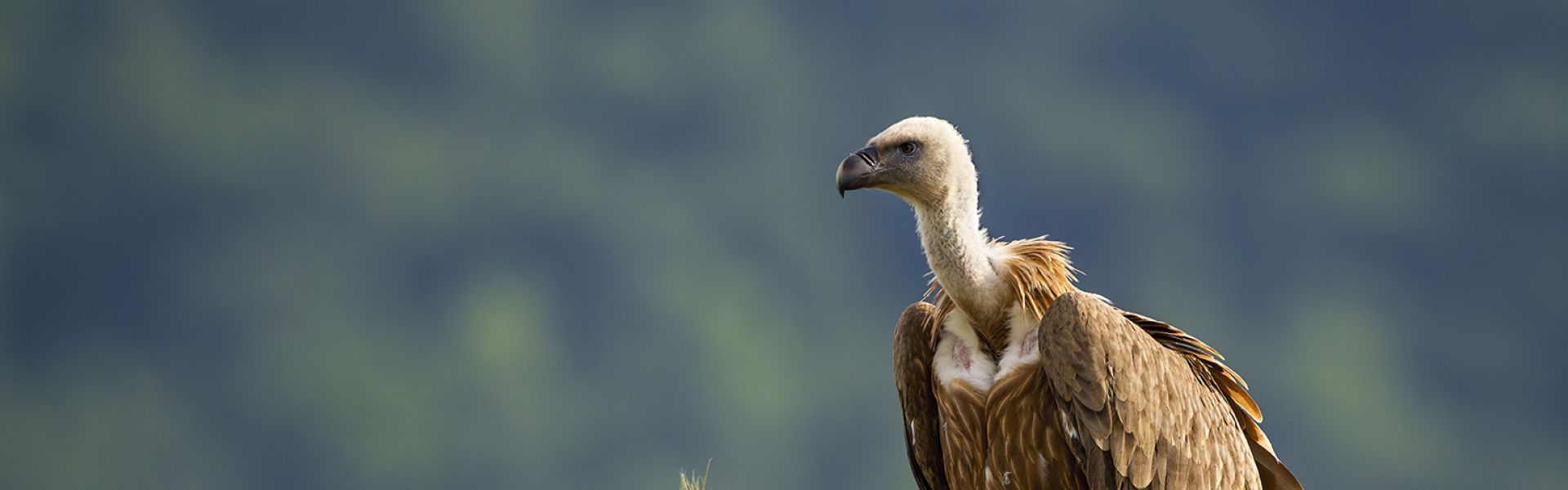 oiseaux nécrophages