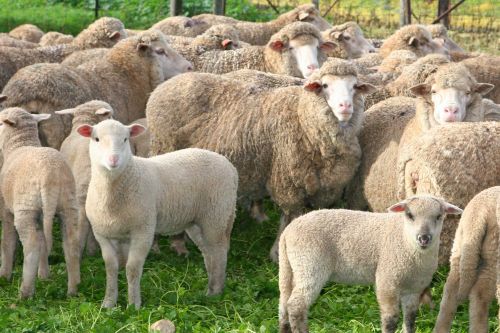 Un troupeau de moutons