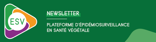 bannière newsletter plateforme ESV